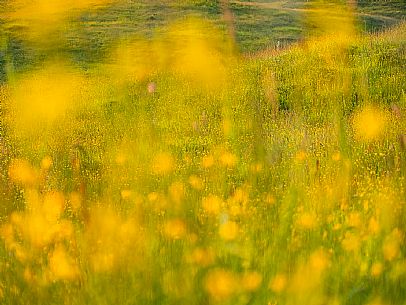 Summer blooming in Candaglia, Piancavallo