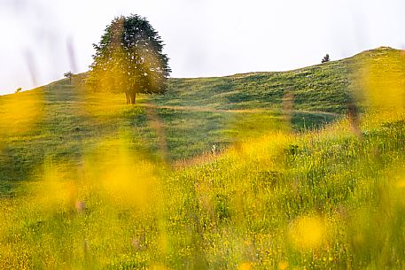 Summer blooming in Candaglia, Piancavallo