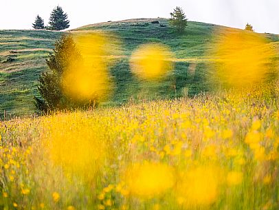 Summer blooming in Candaglia, Piancavallo