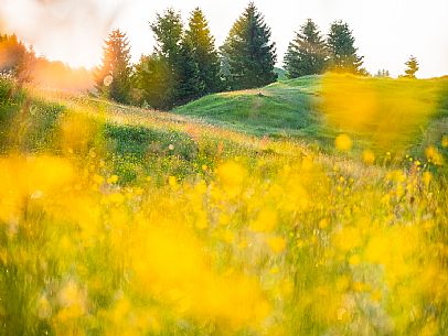 Summer blooming in Candaglia, Piancavallo