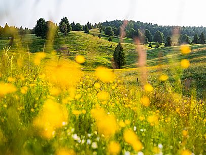 Summer blooming in Candaglia, Piancavallo