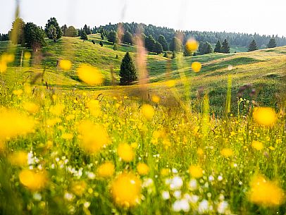 Summer blooming in Candaglia, Piancavallo