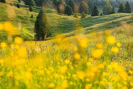 Summer blooming in Candaglia, Piancavallo