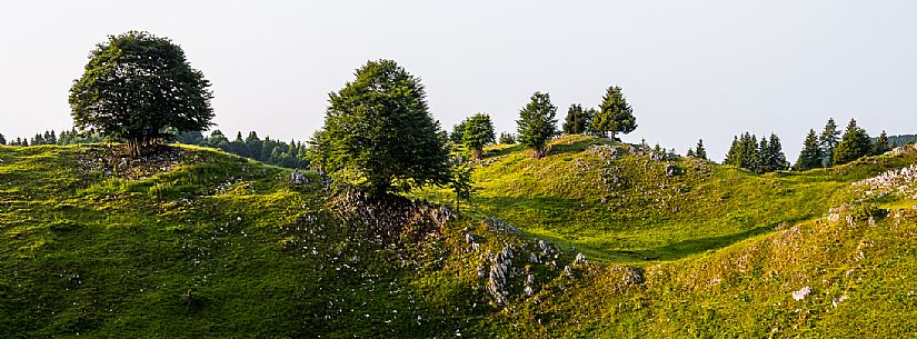 Summer blooming in Candaglia, Piancavallo