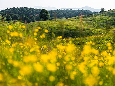 Summer blooming in Candaglia, Piancavallo