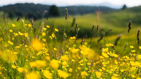 Summer blooming in Candaglia, Piancavallo