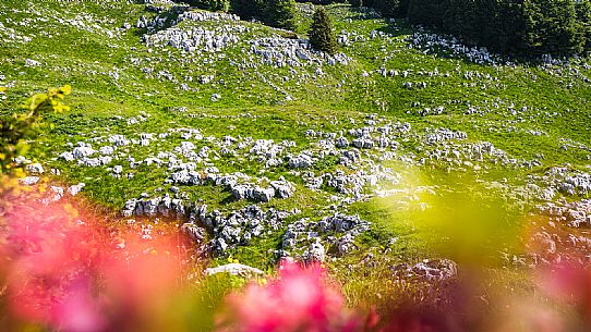 Karst landscape in Candaglia, Piancavallo