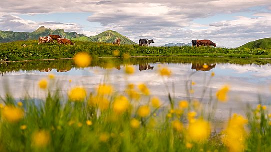 Flowering  along the circuit of the Sauris mountain pastures