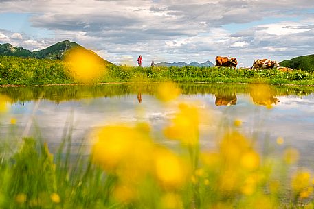Flowering  along the circuit of the Sauris mountain pastures