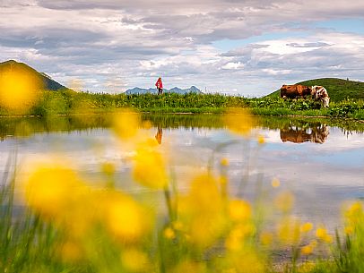 Flowering  along the circuit of the Sauris mountain pastures