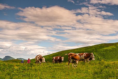 Flowering  along the circuit of the Sauris mountain pastures