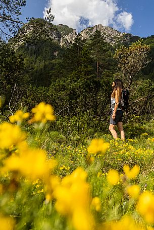 Walking along the fox and bear path in Val Gleris with the majestic Seven Peaks Group in the background, Pontebba