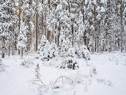 Trekking and landscapes in Fusine lakes area 