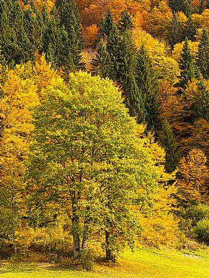 The meadows of Val Bartolo. Here you can immerse yourself in greenery, an expanse of meadows dotted with traditional mountain huts, characterised by wood and sloping roofs with balconies adorned with flowers. Landscapes and trekking in autumn.