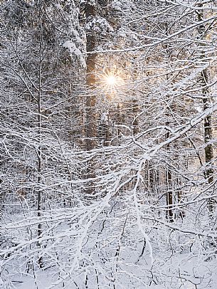 An easy walk with snowshoes or winter boots, also suitable for children, which leads from the hamlet of Riofreddo to one of the wildest and most beautiful valleys in the Tarvisio area and the Julian Alps, Cave del Predil.