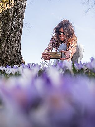 Spring walk to admire the wild crocus blossoms between Cassacco, Raspano and Treppo Grande