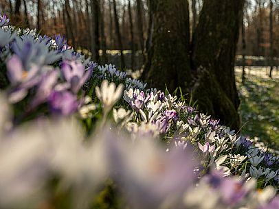 Spring walk to admire the wild crocus blossoms between Cassacco, Raspano and Treppo Grande