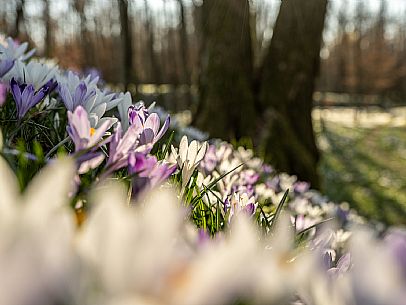Spring walk to admire the wild crocus blossoms between Cassacco, Raspano and Treppo Grande