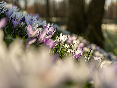 Spring walk to admire the wild crocus blossoms between Cassacco, Raspano and Treppo Grande