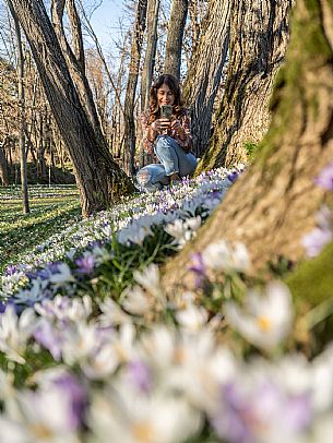 Spring walk to admire the wild crocus blossoms between Cassacco, Raspano and Treppo Grande