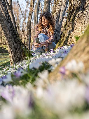 Spring walk to admire the wild crocus blossoms between Cassacco, Raspano and Treppo Grande
