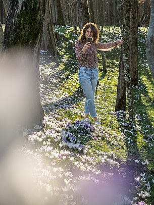 Spring walk to admire the wild crocus blossoms between Cassacco, Raspano and Treppo Grande