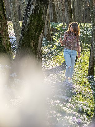 Spring walk to admire the wild crocus blossoms between Cassacco, Raspano and Treppo Grande