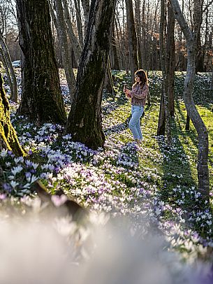 Spring walk to admire the wild crocus blossoms between Cassacco, Raspano and Treppo Grande