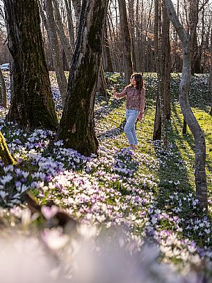 Spring walk to admire the wild crocus blossoms between Cassacco, Raspano and Treppo Grande