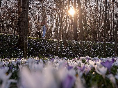 Spring walk to admire the wild crocus blossoms between Cassacco, Raspano and Treppo Grande