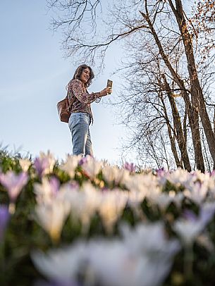 Spring walk to admire the wild crocus blossoms between Cassacco, Raspano and Treppo Grande