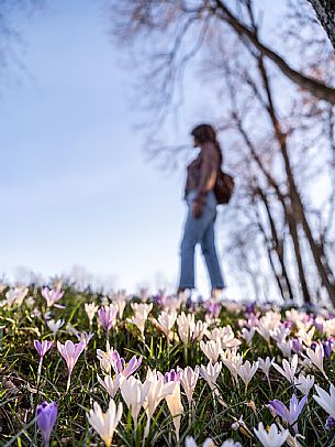 Spring walk to admire the wild crocus blossoms between Cassacco, Raspano and Treppo Grande
