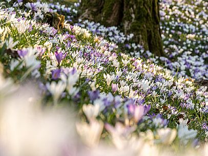 Spring walk to admire the wild crocus blossoms between Cassacco, Raspano and Treppo Grande