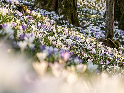 Spring walk to admire the wild crocus blossoms between Cassacco, Raspano and Treppo Grande