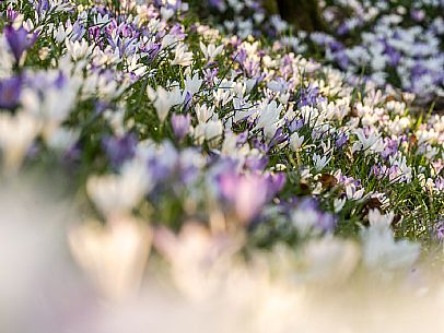 Spring walk to admire the wild crocus blossoms between Cassacco, Raspano and Treppo Grande