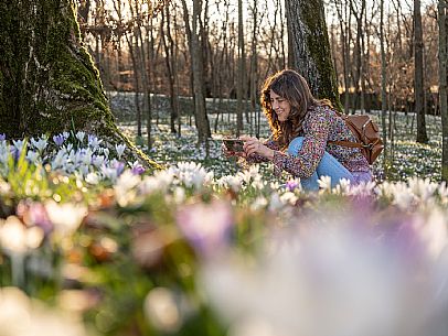 Spring walk to admire the wild crocus blossoms between Cassacco, Raspano and Treppo Grande