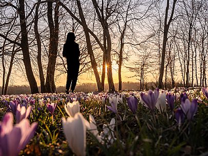Spring walk to admire the wild crocus blossoms between Cassacco, Raspano and Treppo Grande