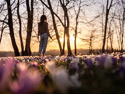 Spring walk to admire the wild crocus blossoms between Cassacco, Raspano and Treppo Grande