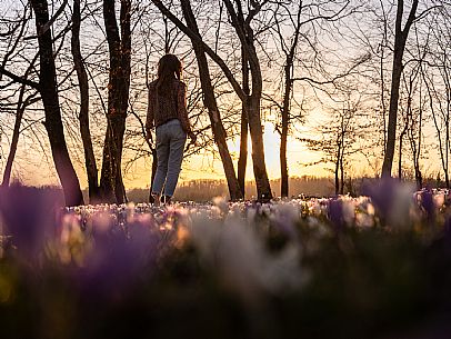 Spring walk to admire the wild crocus blossoms between Cassacco, Raspano and Treppo Grande