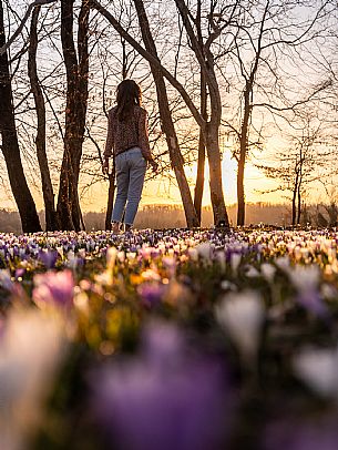 Spring walk to admire the wild crocus blossoms between Cassacco, Raspano and Treppo Grande
