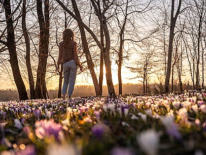 Spring walk to admire the wild crocus blossoms between Cassacco, Raspano and Treppo Grande