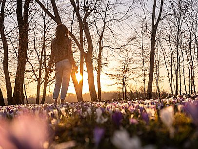 Spring walk to admire the wild crocus blossoms between Cassacco, Raspano and Treppo Grande