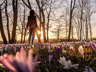 Spring walk to admire the wild crocus blossoms between Cassacco, Raspano and Treppo Grande
