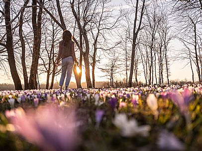 Spring walk to admire the wild crocus blossoms between Cassacco, Raspano and Treppo Grande