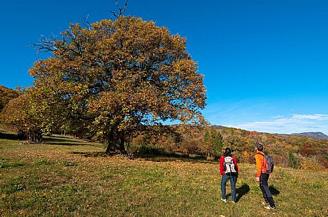 Castagni nei pressi di Spignon, Valli del Natisone