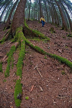 Pine forest