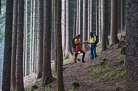 Pine forest