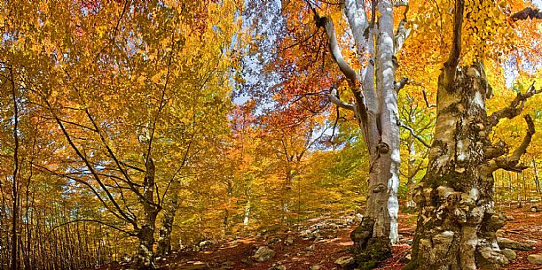 Beech forest