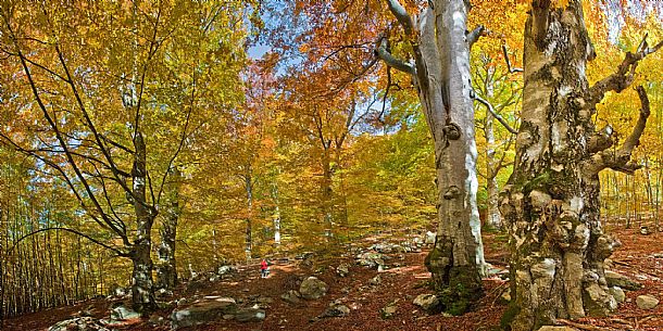 Beech forest