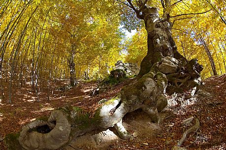 Beech forest